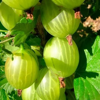 Крыжовник МАЛАХИТ  Крыжовник МАЛАХИТ в Екатеринбурге