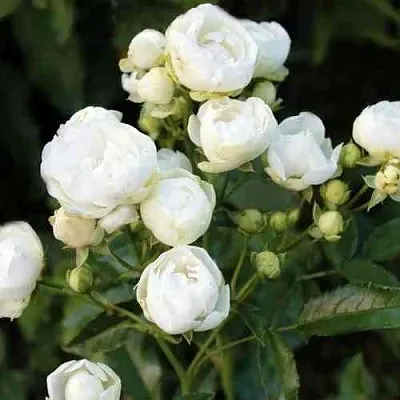 Саженцы роз УАЙТ МОРСДАГ полиантовая  Саженцы роз УАЙТ МОРСДАГ полиантовая в Екатеринбурге