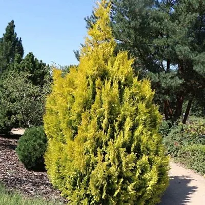 Туя СТОУНХАМ ГОЛД складчатая  Туя СТОУНХАМ ГОЛД складчатая в Екатеринбурге