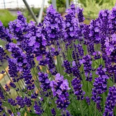 Лаванда ХИДКОТ БЛЮ узколистная  Лаванда ХИДКОТ БЛЮ узколистная в Екатеринбурге
