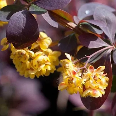 Барбарис  Барбарис в Екатеринбурге