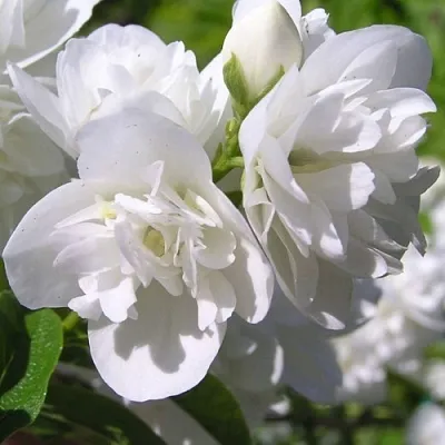 Жасмин ЖИРАНДОЛЬ  Жасмин ЖИРАНДОЛЬ в Екатеринбурге