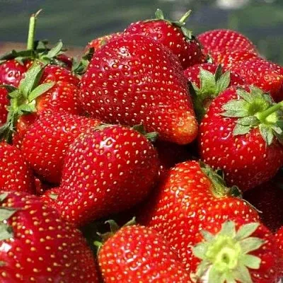 Клубника ПИРЧИНКЬЮ  Клубника ПИРЧИНКЬЮ в Екатеринбурге