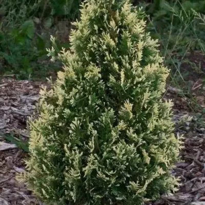 Туя БРАБАНТ ВАРИЕГАТТА западная — описание сорта Туя БРАБАНТ ВАРИЕГАТТА западная в Екатеринбурге