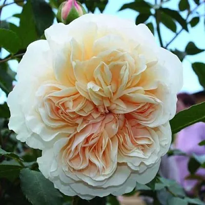 Саженцы роз ЛИЧФИЛД ЭНДЖЕЛ английская  Саженцы роз ЛИЧФИЛД ЭНДЖЕЛ английская в Екатеринбурге