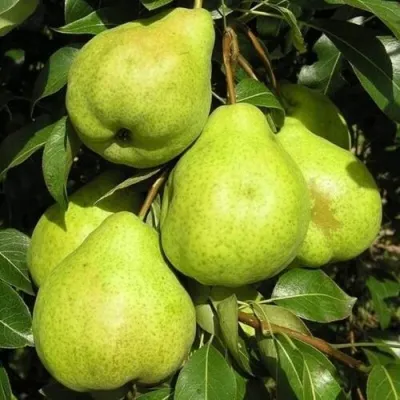 Груша АВГУСТОВСКАЯ РОСА — описание сорта Груша АВГУСТОВСКАЯ РОСА в Екатеринбурге