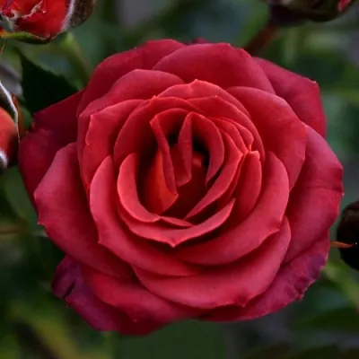 Саженцы роз ЧОКОЧИНО спрей  Саженцы роз ЧОКОЧИНО спрей в Екатеринбурге