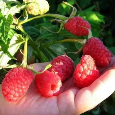 Малина ГОРДОСТЬ РОССИИ в Екатеринбурге