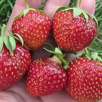 Клубника ВИМА ЗАНТА  Клубника ВИМА ЗАНТА в Екатеринбурге