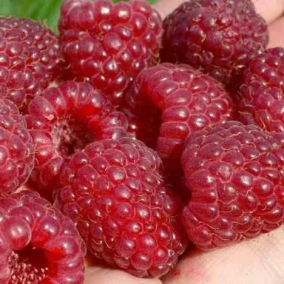 Малина ГИГАНТ РУБИНОВЫЙ в Екатеринбурге