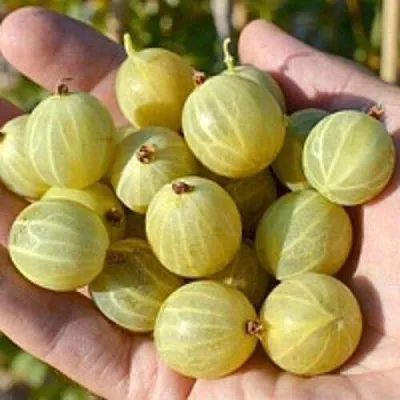 Крыжовник БЕРИЛЛ  Крыжовник БЕРИЛЛ в Екатеринбурге