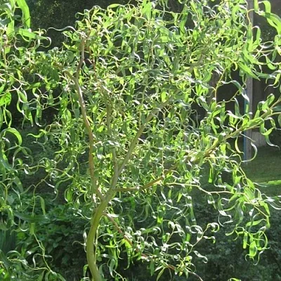 Ива МАТСУДАНА  Ива МАТСУДАНА в Екатеринбурге