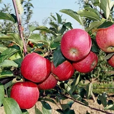 Яблоня АПОРТ  Яблоня АПОРТ в Екатеринбурге