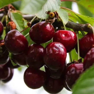 Вишня НОВОДВОРСКАЯ в Екатеринбурге