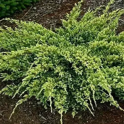 Можжевельник ДРИМ ДЖОЙ чешуйчатый в Екатеринбурге