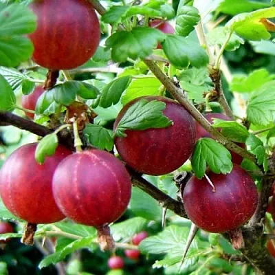 Крыжовник КОНСУЛ  Крыжовник КОНСУЛ в Екатеринбурге