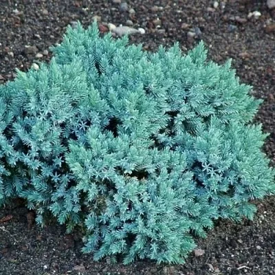 Можжевельник БЛЮ СТАР чешуйчатый  Можжевельник БЛЮ СТАР чешуйчатый в Екатеринбурге