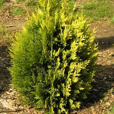 Туя КОППЕР ГОЛД западная в Екатеринбурге