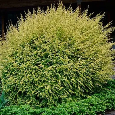 Жимолость  Жимолость в Екатеринбурге