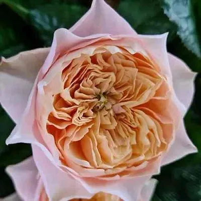 Саженцы роз ВУВУЗЕЛА РОМАНТИК чайно-гибридная  Саженцы роз ВУВУЗЕЛА РОМАНТИК чайно-гибридная в Екатеринбурге