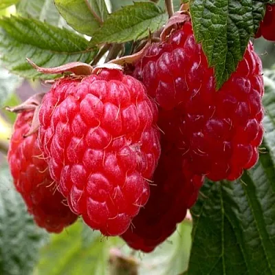 Малина КВЕЛЛИ  Малина КВЕЛЛИ в Екатеринбурге