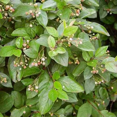 Кизильник блестящий — описание сорта Кизильник блестящий в Екатеринбурге