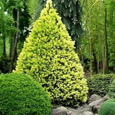 Ель РЕЙНБОУЗ ЭНД сизая  Ель РЕЙНБОУЗ ЭНД сизая в Екатеринбурге