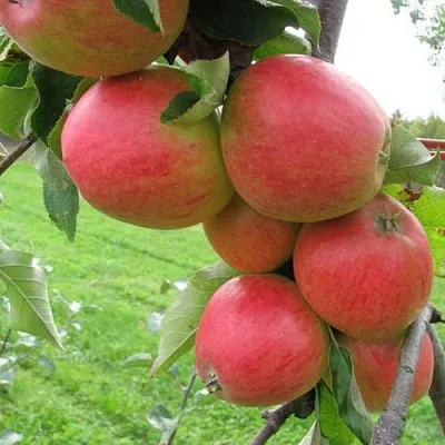 Яблоня ПИККОЛО  Яблоня ПИККОЛО в Екатеринбурге