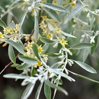 Лох  Лох в Екатеринбурге