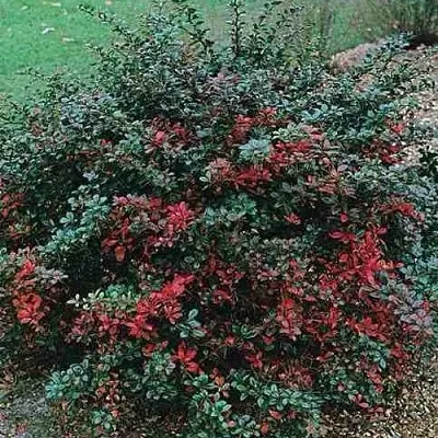 Барбарис РЕД ДЖЕВЕЛ средний   Барбарис РЕД ДЖЕВЕЛ средний  в Екатеринбурге