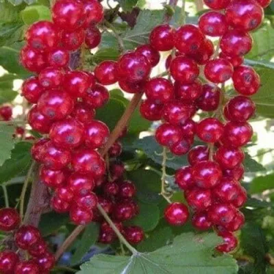 Смородина красная ПУРПУРНАЯ — описание сорта Смородина красная ПУРПУРНАЯ в Екатеринбурге