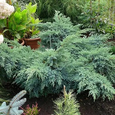 Можжевельник БЛЮ ШВЕД (СВИД) чешуйчатый  Можжевельник БЛЮ ШВЕД (СВИД) чешуйчатый в Екатеринбурге