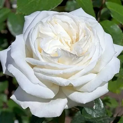 Саженцы роз ЛОМОНОСОВ чайно-гибридная  Саженцы роз ЛОМОНОСОВ чайно-гибридная в Екатеринбурге