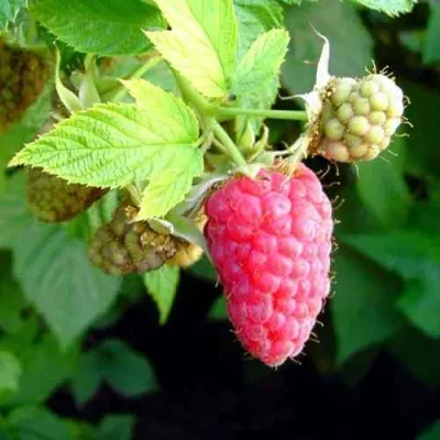 Малина ПАТРИЦИЯ — описание сорта Малина ПАТРИЦИЯ в Екатеринбурге