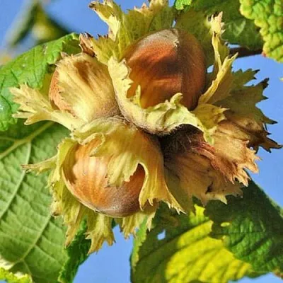 Фундук ТОНДА РОМАНА  Фундук ТОНДА РОМАНА в Екатеринбурге