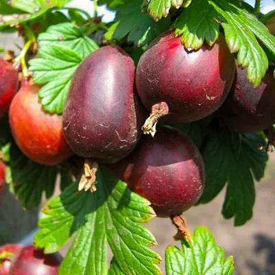 Крыжовник ЧЕРНОСЛИВОВЫЙ  Крыжовник ЧЕРНОСЛИВОВЫЙ в Екатеринбурге