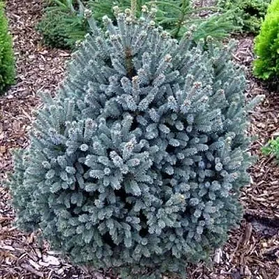 Ель НАНА сизая  Ель НАНА сизая в Екатеринбурге