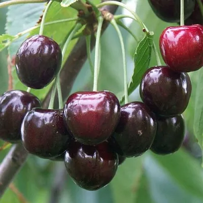 Черешня ЛЮБИМИЦА АСТАХОВА в Екатеринбурге