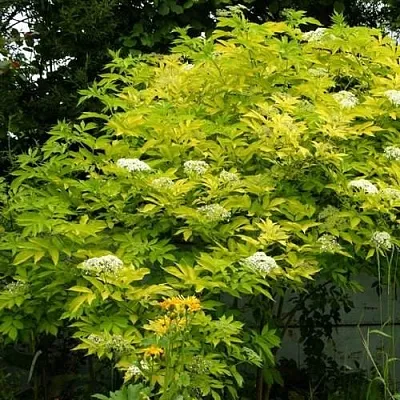 Бузина черная АУРЕА  Бузина черная АУРЕА в Екатеринбурге