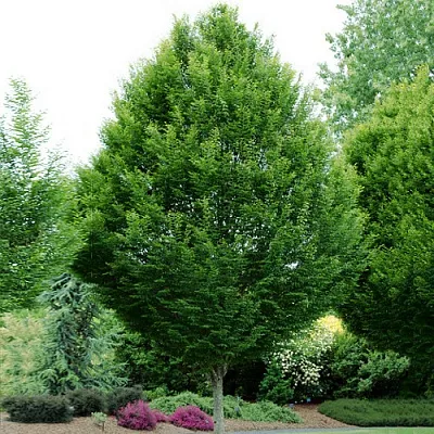 Граб  Граб в Екатеринбурге