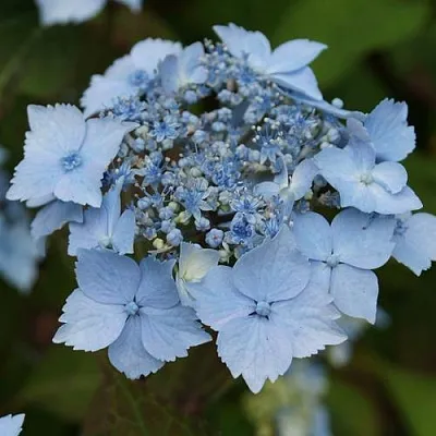 Гортензия БЛЮ ДЕКЛ пильчатая  Гортензия БЛЮ ДЕКЛ пильчатая в Екатеринбурге