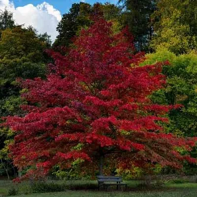 Дуб болотный  Дуб болотный в Екатеринбурге