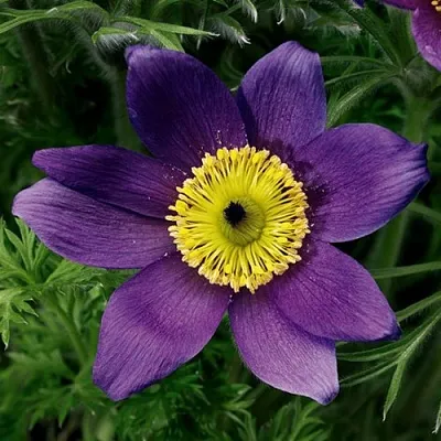 Прострел ПИНВИЛ БЛЮ ШЕЙДЕС  Прострел ПИНВИЛ БЛЮ ШЕЙДЕС в Екатеринбурге