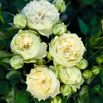 Саженцы роз БЛАНШЕТТ спрей  Саженцы роз БЛАНШЕТТ спрей в Екатеринбурге