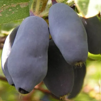 Жимолость съедобная КРУПНОПЛОДНАЯ в Екатеринбурге