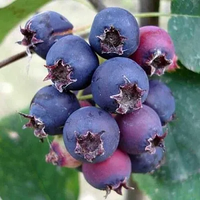 Ирга SLEYT  Ирга SLEYT в Екатеринбурге