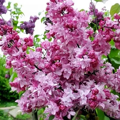 Сирень ОЛИМПИАДА КОЛЕСНИКОВА  Сирень ОЛИМПИАДА КОЛЕСНИКОВА в Екатеринбурге