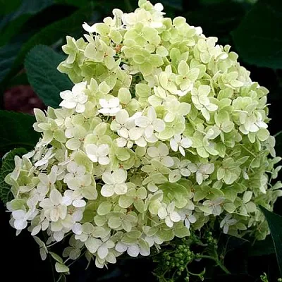 Гортензия СТЕРИЛИС древовидная   Гортензия СТЕРИЛИС древовидная  в Екатеринбурге