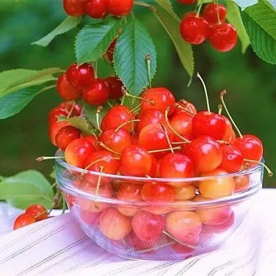 Черешня НАСЛАЖДЕНИЕ  Черешня НАСЛАЖДЕНИЕ в Екатеринбурге