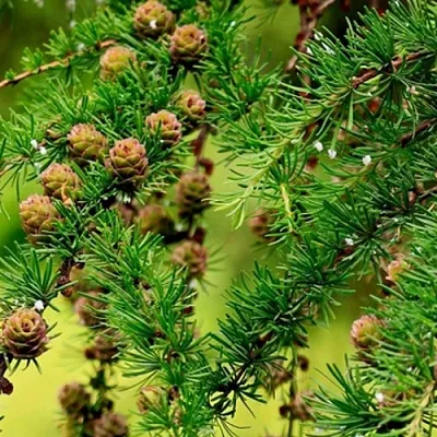 Лиственница  Лиственница в Екатеринбурге